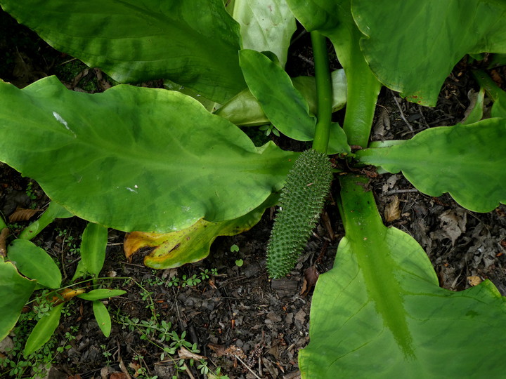 Lysichiton sp.