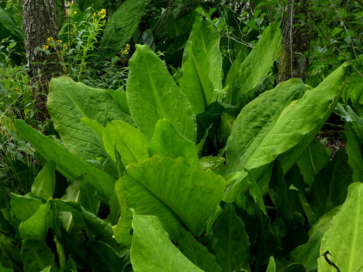 Lysichiton sp.