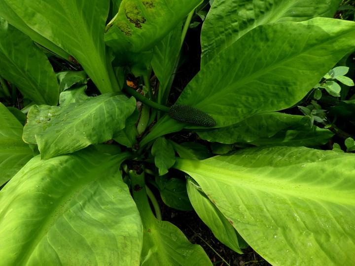 Lysichiton sp.