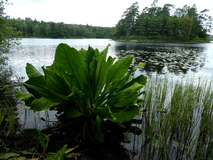 Lysichiton sp.