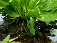 Lysichiton sp.