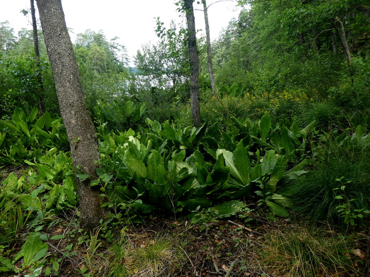 Lysichiton sp.