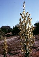 Verbascum speciosum