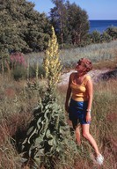 Verbascum speciosum