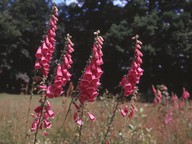 Digitalis purpurea