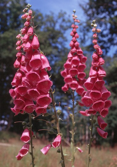 Digitalis purpurea