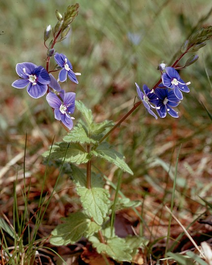 Veronica chamaedrys