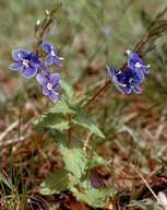 Veronica chamaedrys