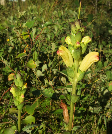 Pedicularis sceptrum-carolinum