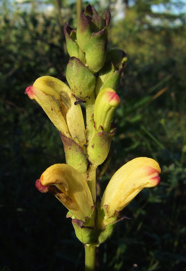 Pedicularis sceptrum-carolinum