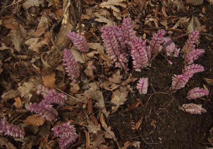 Lathraea squamaria