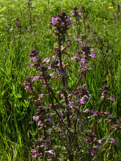 Pedicularis palustris