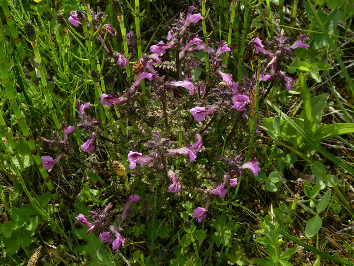 Pedicularis palustris