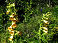 Digitalis grandiflora