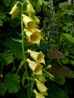 Digitalis grandiflora