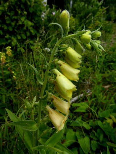 Digitalis grandiflora