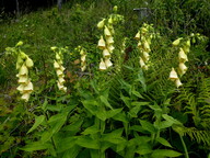 Digitalis grandiflora