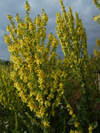 Verbascum speciosum