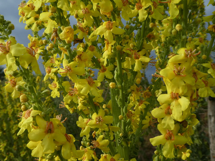 Verbascum speciosum