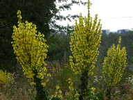 Verbascum speciosum