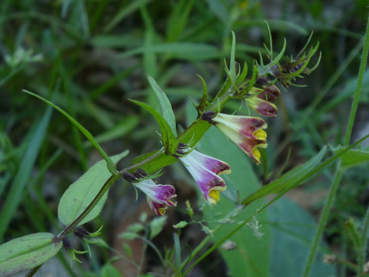 Melampyrum pratense