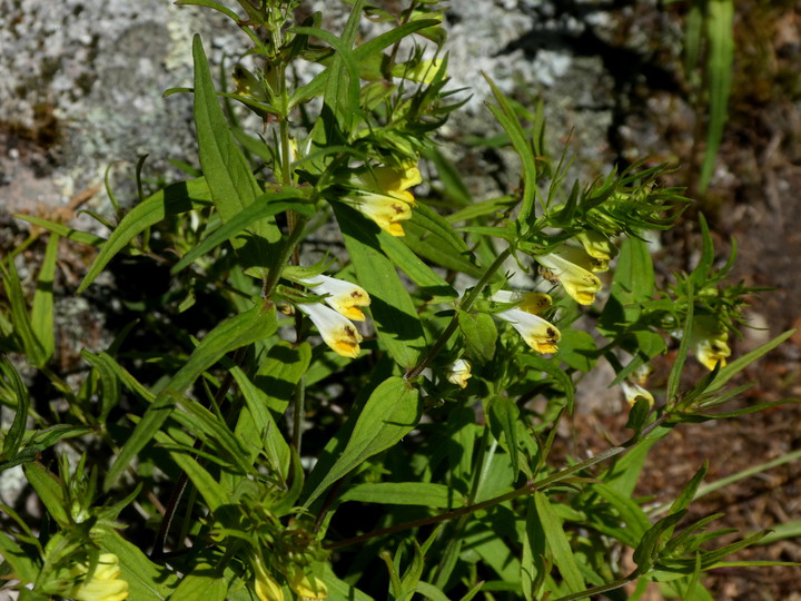 Melampyrum pratense