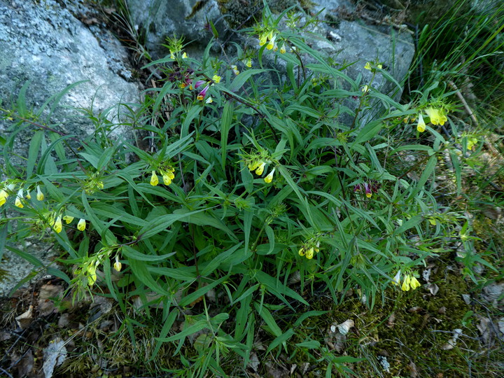 Melampyrum pratense