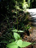 Scrophularia nodosa