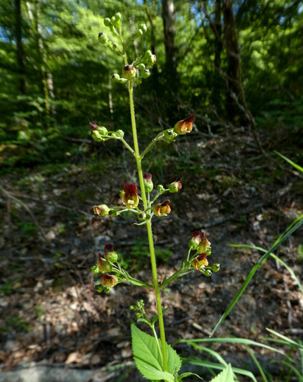 Scrophularia nodosa