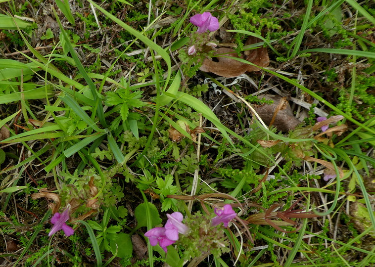 Pedicularis sylvatica