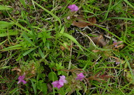 Pedicularis sylvatica