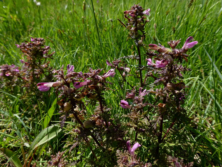 Pedicularis palustris ssp. palustris