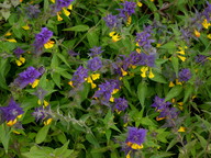 Melampyrum nemorosum