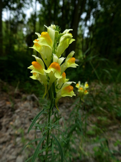 Linaria vulgaris