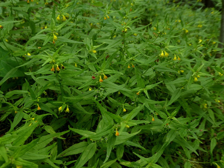 Melampyrum sylvaticum