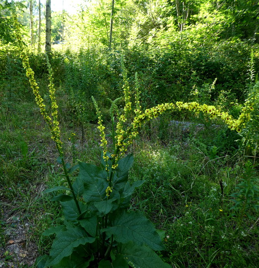 Verbascum nigrum