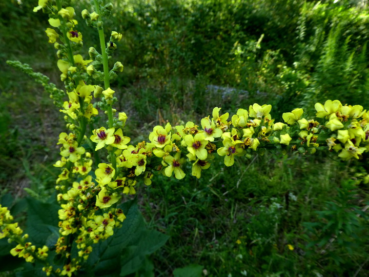 Verbascum nigrum