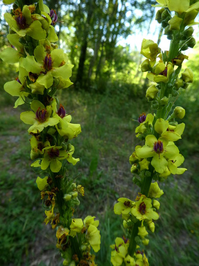 Verbascum nigrum