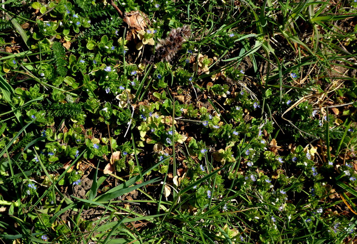 Veronica arvensis