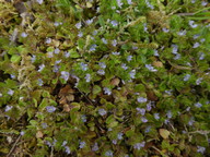 Veronica arvensis