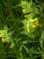 Rhinanthus serotinus