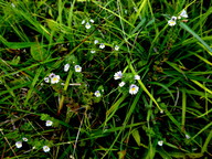 Euphrasia rostkoviana