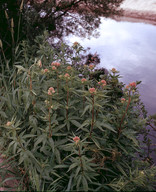 Eupatorium cannabinum