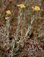 Helichrysum arenarium