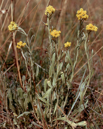 Helichrysum arenarium