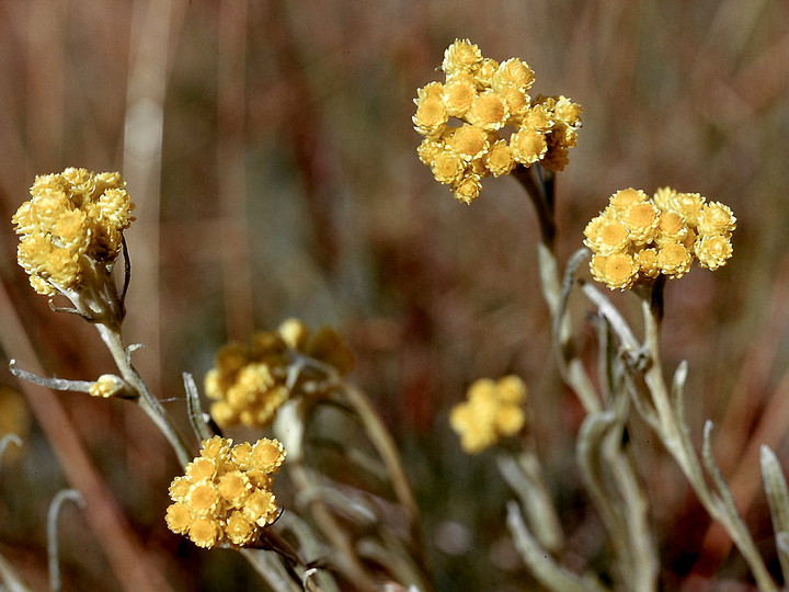 Helichrysum arenarium