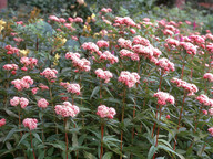 Eupatorium cannabinum 