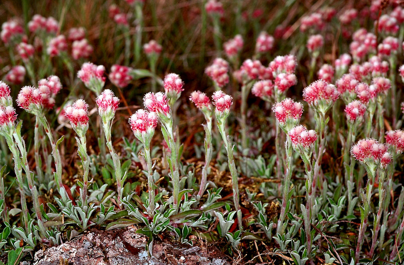 Antennaria dioica