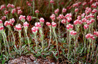 Antennaria dioica