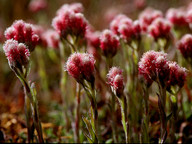 Antennaria dioica